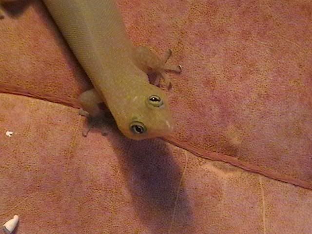 Ashygecko.jpg