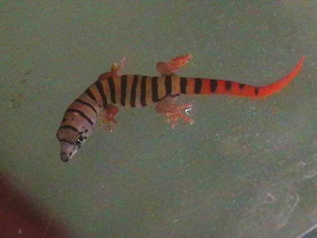 ashygecko2.jpg