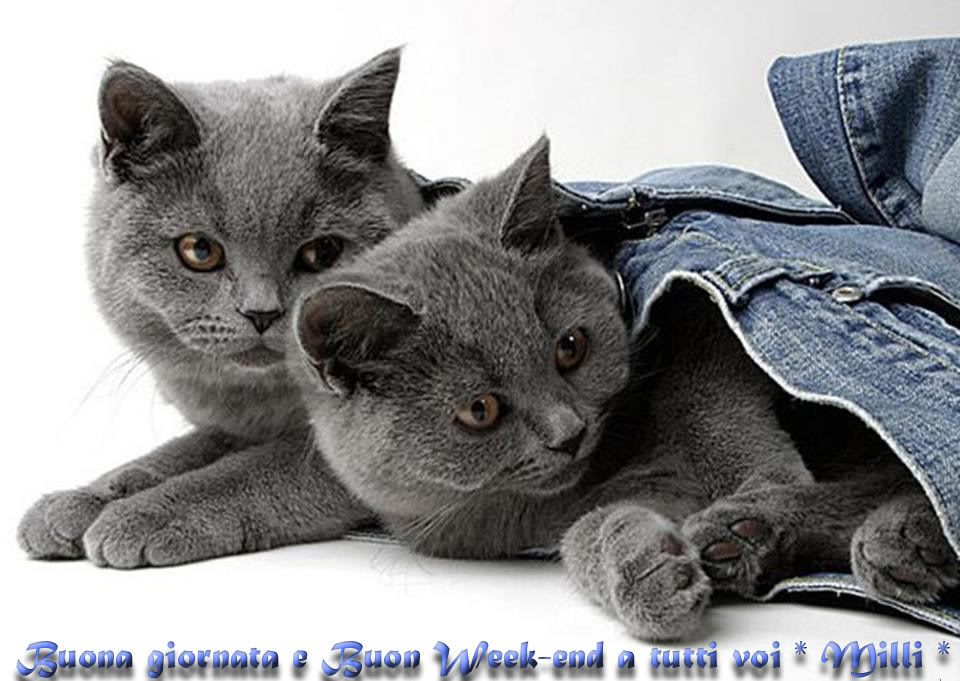 A2-buonweekend-gattigrigi.jpg