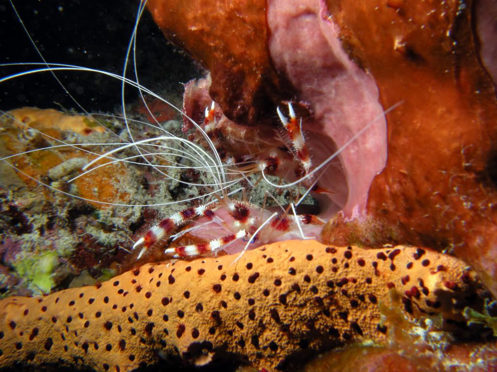coralbandedshrimp-1p.jpg