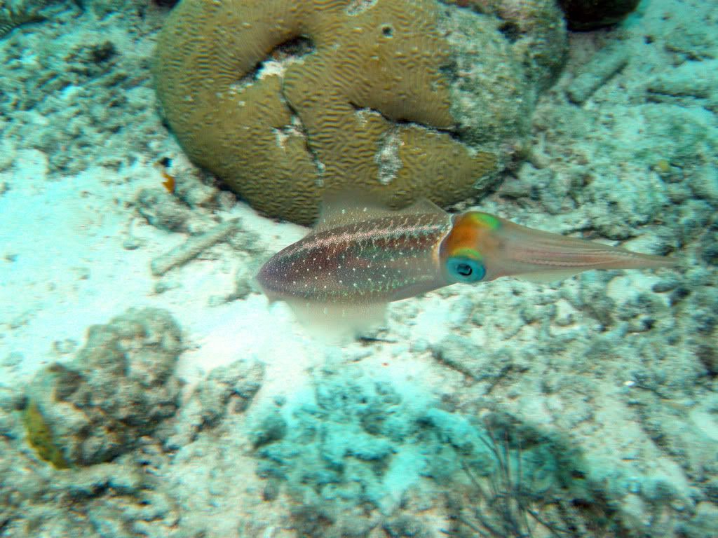 cuttlefish-1p.jpg