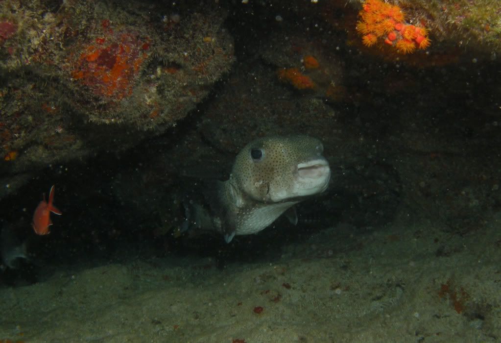 pufferfish-1p.jpg