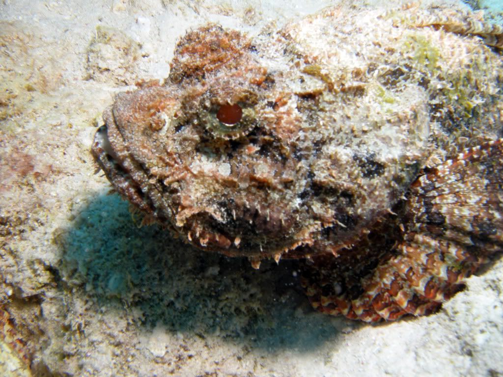 stonefish-2.jpg