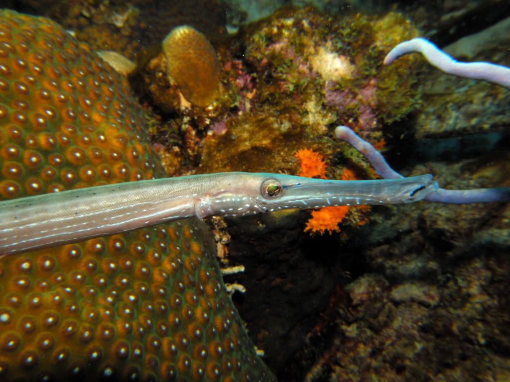 trumpetfish1.jpg