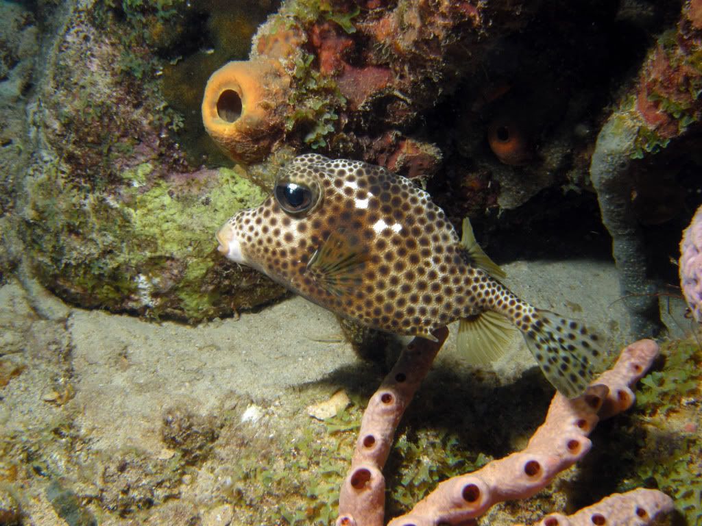 trunkfish1.jpg