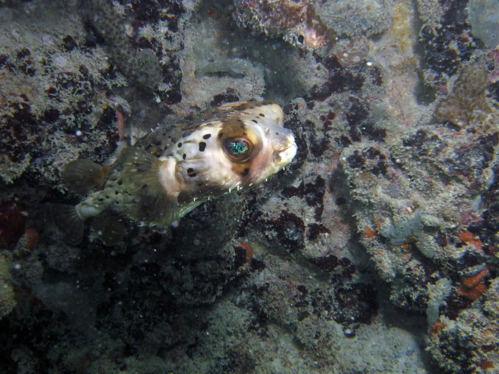 puffer3.jpg