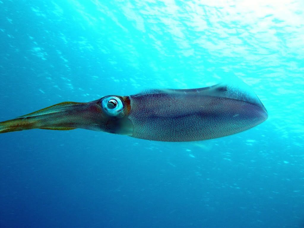 squid.jpg