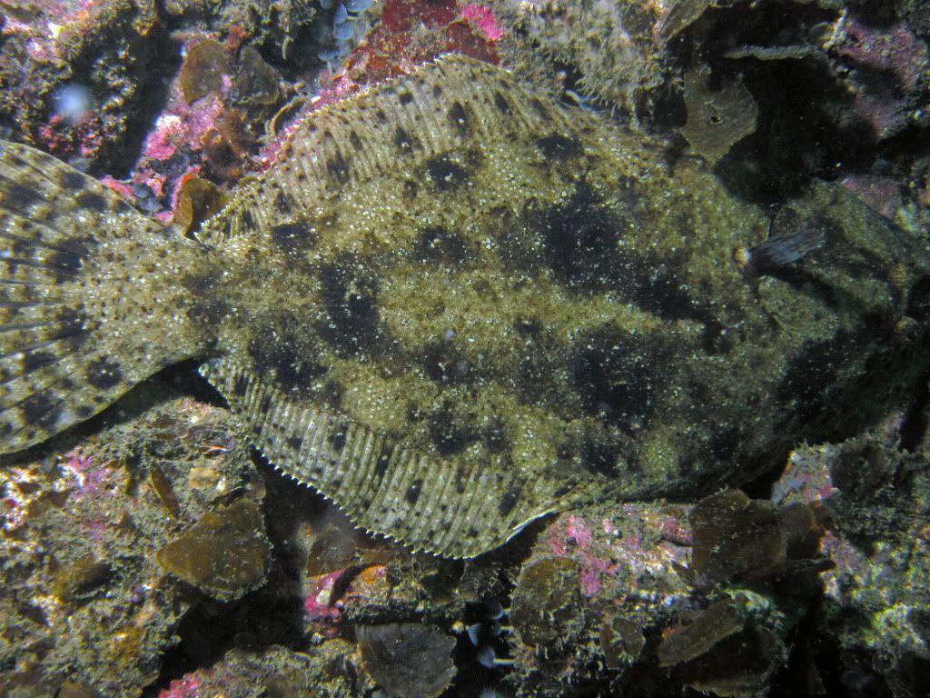 flounder.jpg