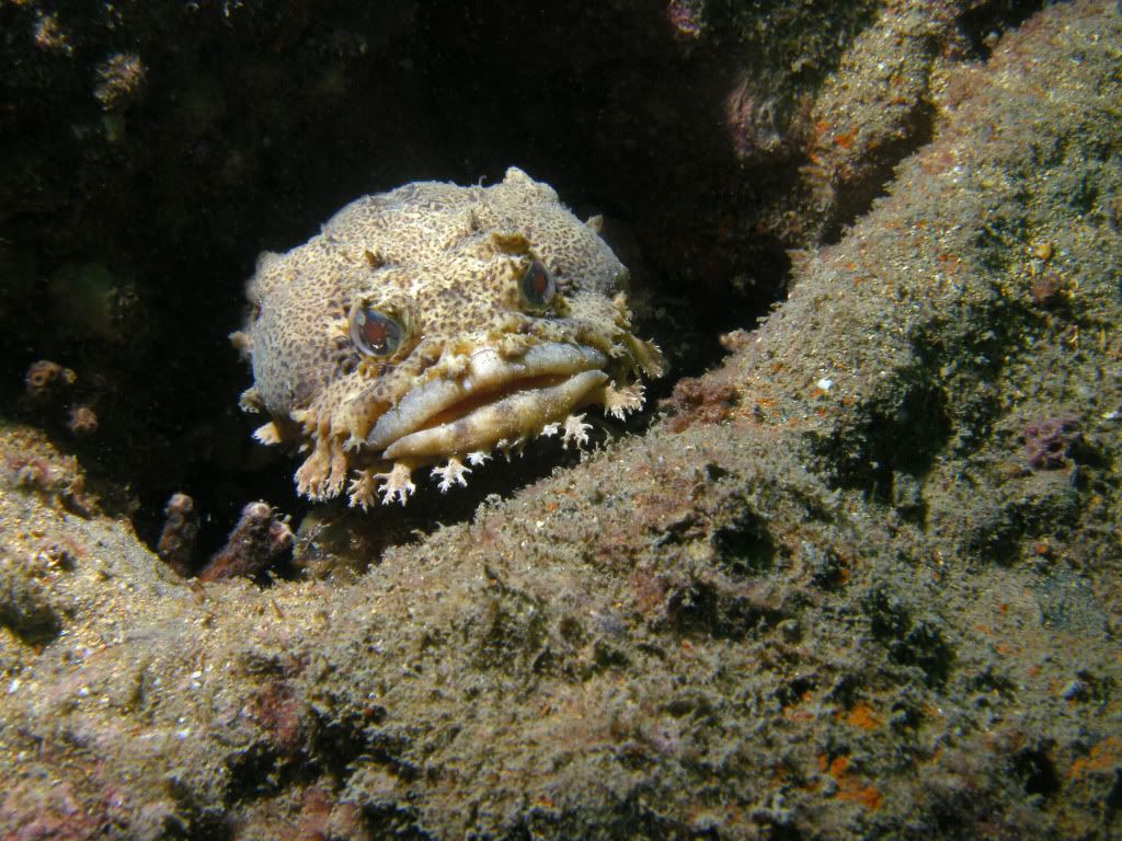 toadfish.jpg