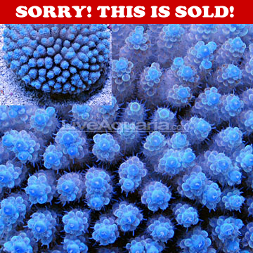 _cfimg1572542006633189597.png