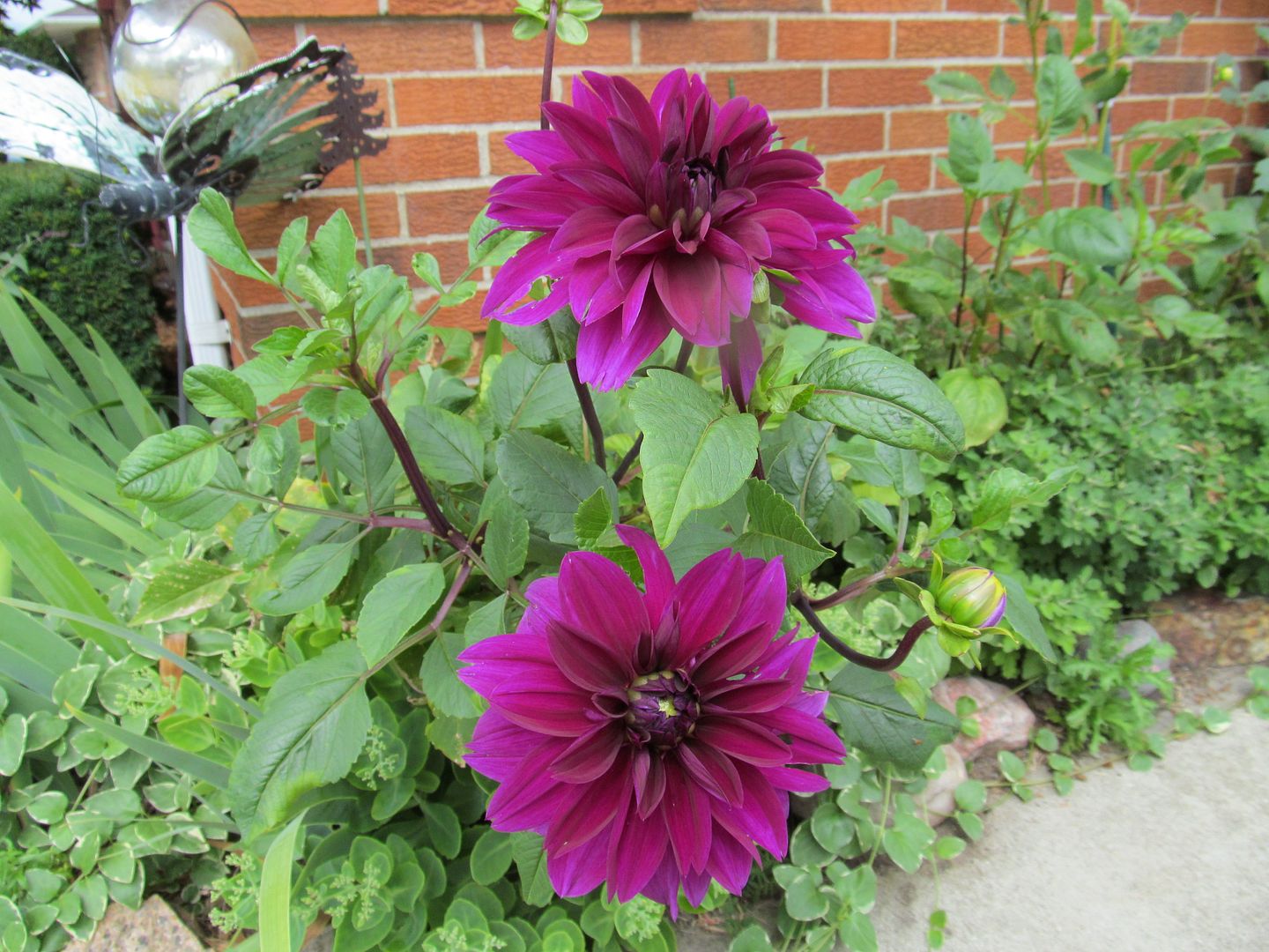 flowers photo: Dahlia IMG_3225.jpg