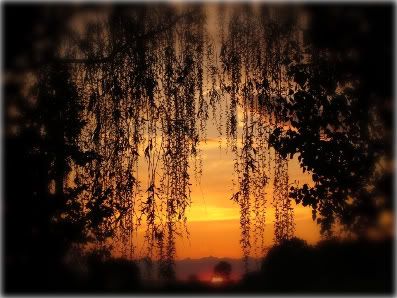 willow tree. Pictures, Images and Photos