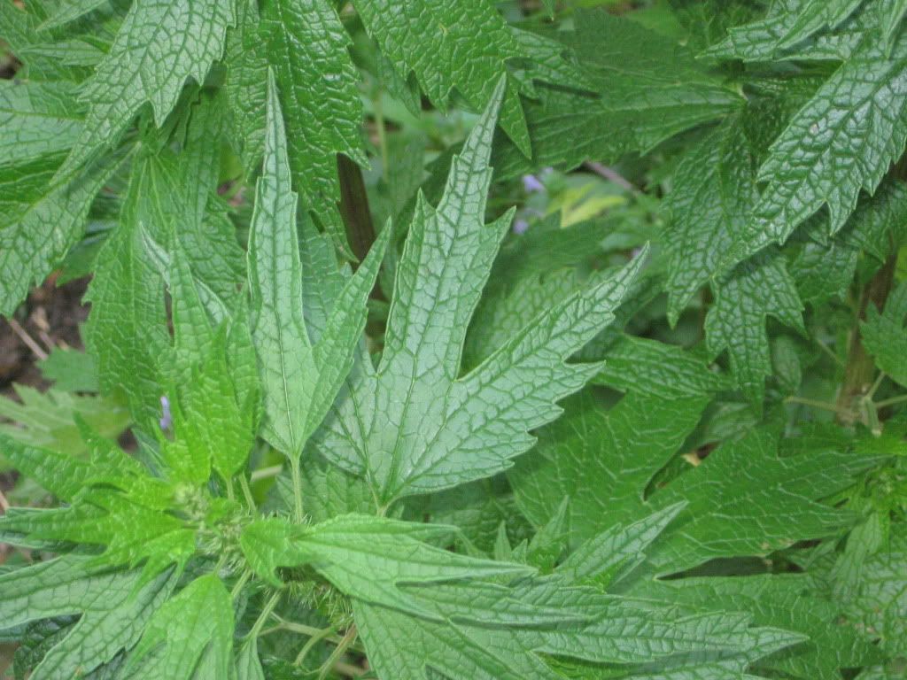 Need help identifying plants in WI •