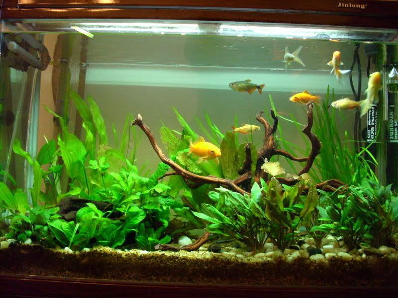 goldfish tank ideas. 2010 Re: Planted Goldfish Tank