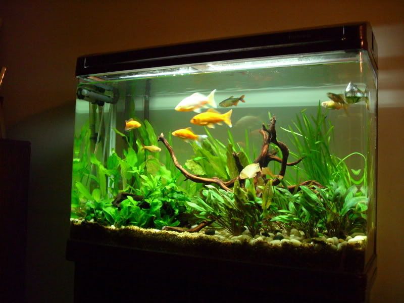 goldfish tank pictures. Re: Planted Goldfish Tank