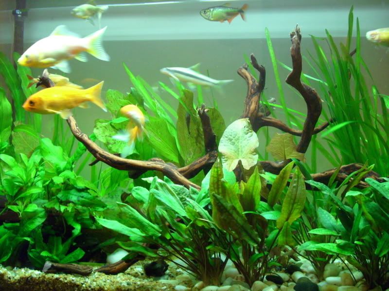 goldfish tank ideas. Re: Planted Goldfish Tank