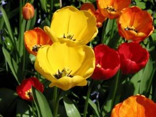 tulips Pictures, Images and Photos