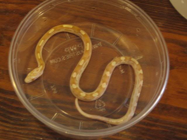 snake2.jpg