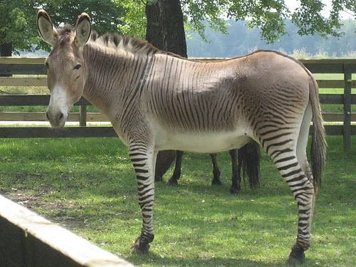Zonkey