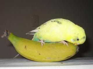 1_conanbanana.jpg