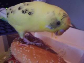 1_maccasisgood.jpg