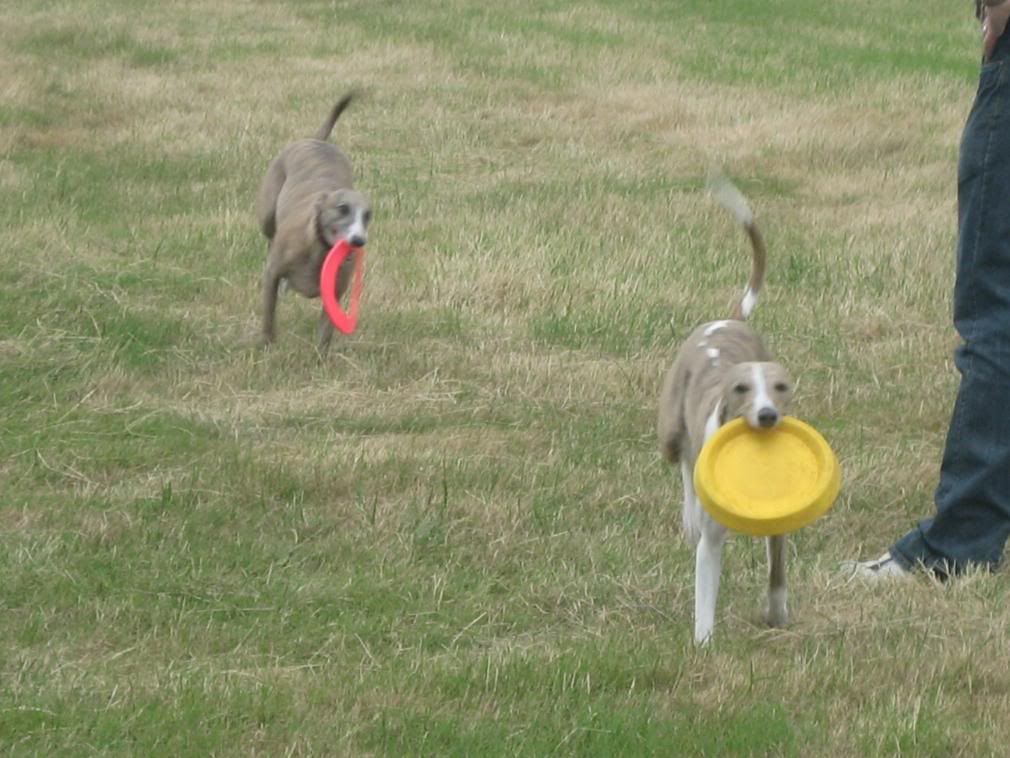 FrisbeeAldeburgh13.jpg