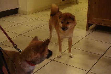 rencontre shiba inu