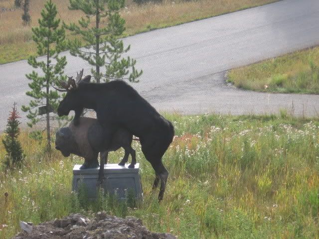 Moose20humping20a20statue_.jpg