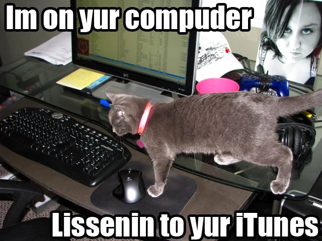 LOLCat Pictures, Images and Photos