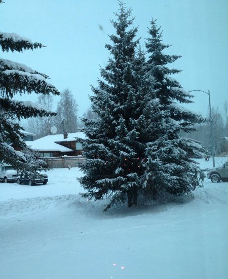 Christmas Day 2012, Anchorage, Alaska
