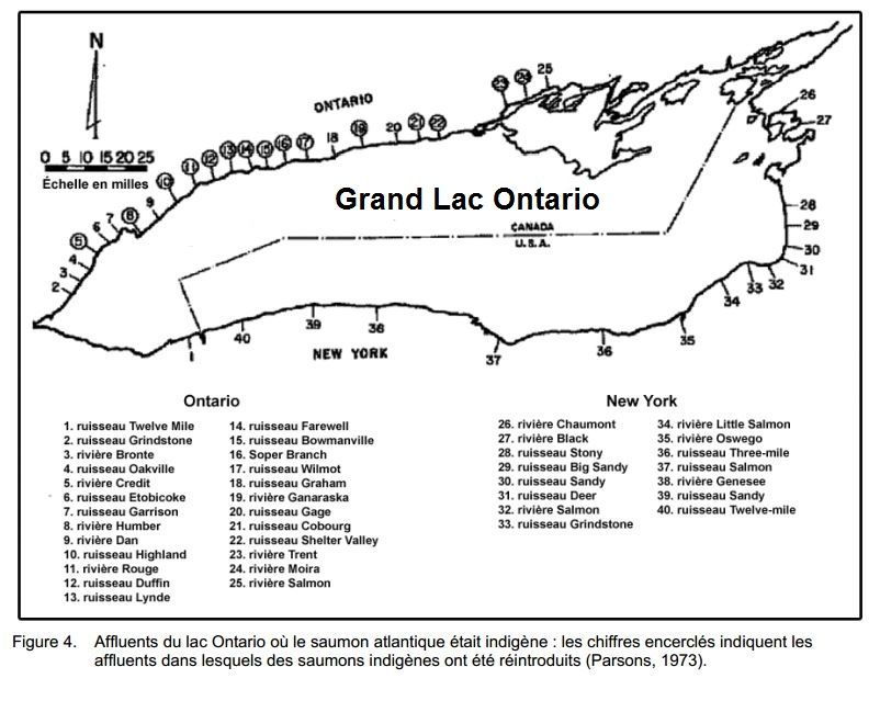 Rapport Population De Saumon De L'atlantique Du LacOntario. Le