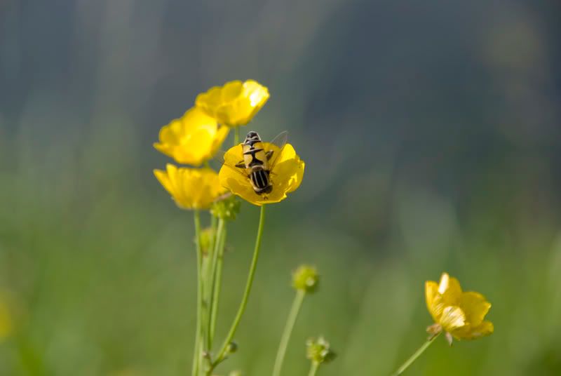 [img width=800 height=536]http://i257.photobucket.com/albums/hh216/juniorfotograaf/wespopbloem.jpg[/img]