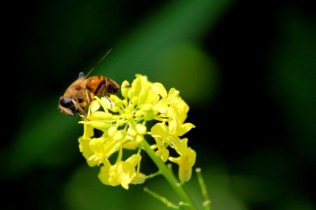 [img width=1024 height=681]http://i257.photobucket.com/albums/hh216/juniorfotograaf/wespopgelebloem.jpg[/img]