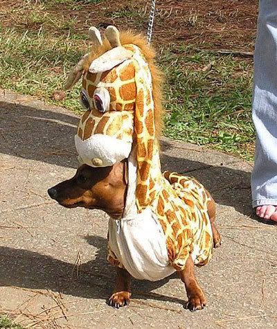 giraffe-2.jpg image by mellojello7