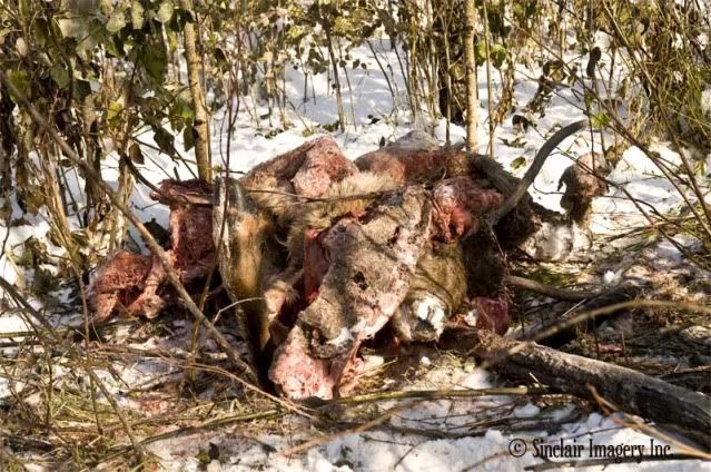 Elk Carcass