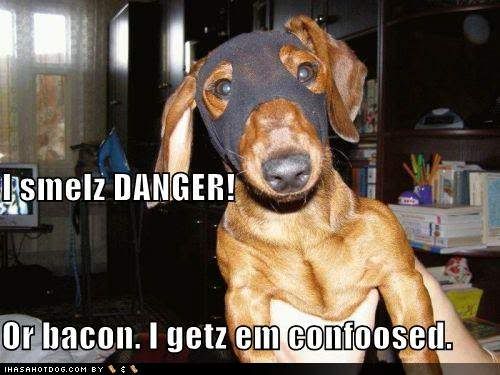 funny-dog-pictures-superhero-dog-sm.jpg