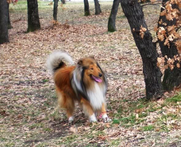 Качена снимка