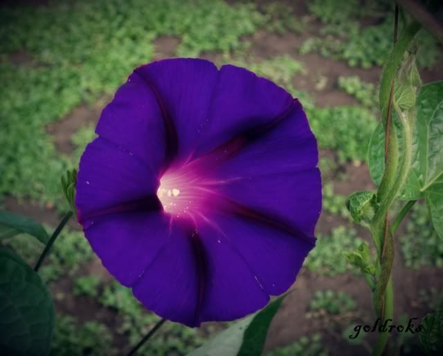 Качена снимка