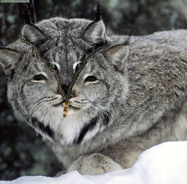 Качена снимка