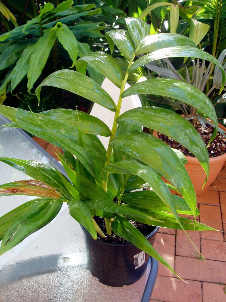 Dypsis140-1.jpg