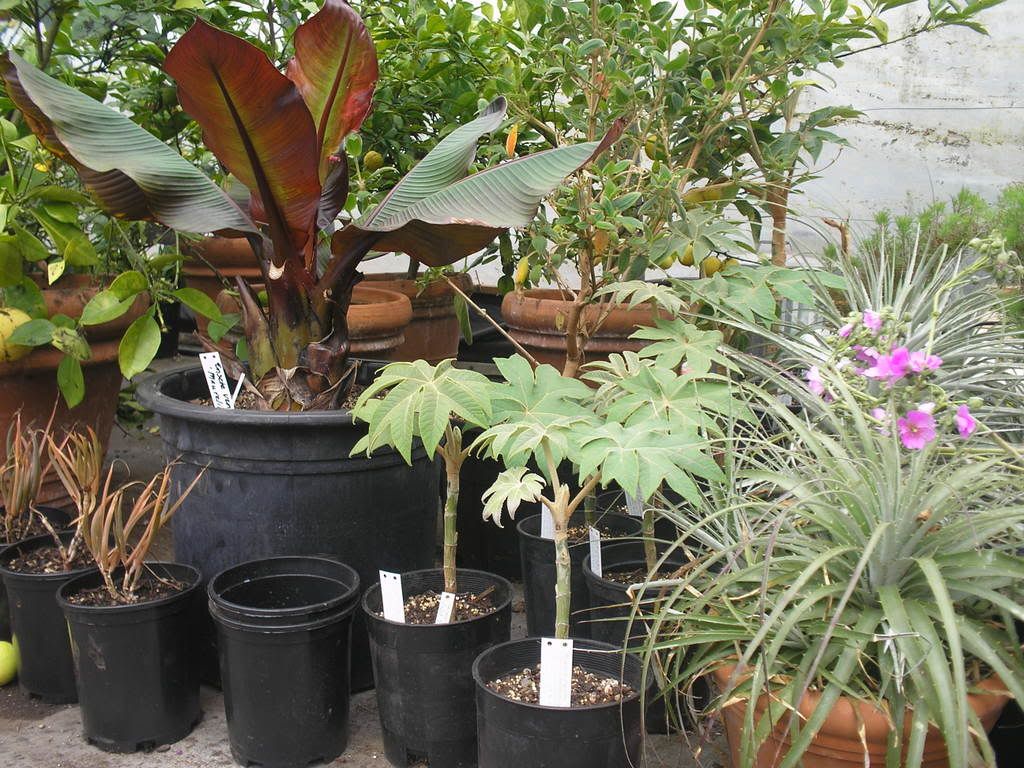 Tetrapanax Steroidal Giant