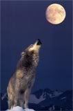 Gray-Wolf-Howling-at-Moon.jpg