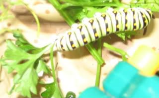 fat caterpillar
