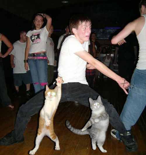 random-dude-dancing-cats--large-msg-120133095088.jpg