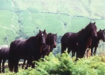 Lunesdale ponies in the wild Pictures, Images and Photos
