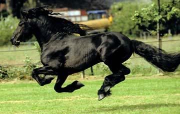 BlackHorse.jpg image by Kitty101_13