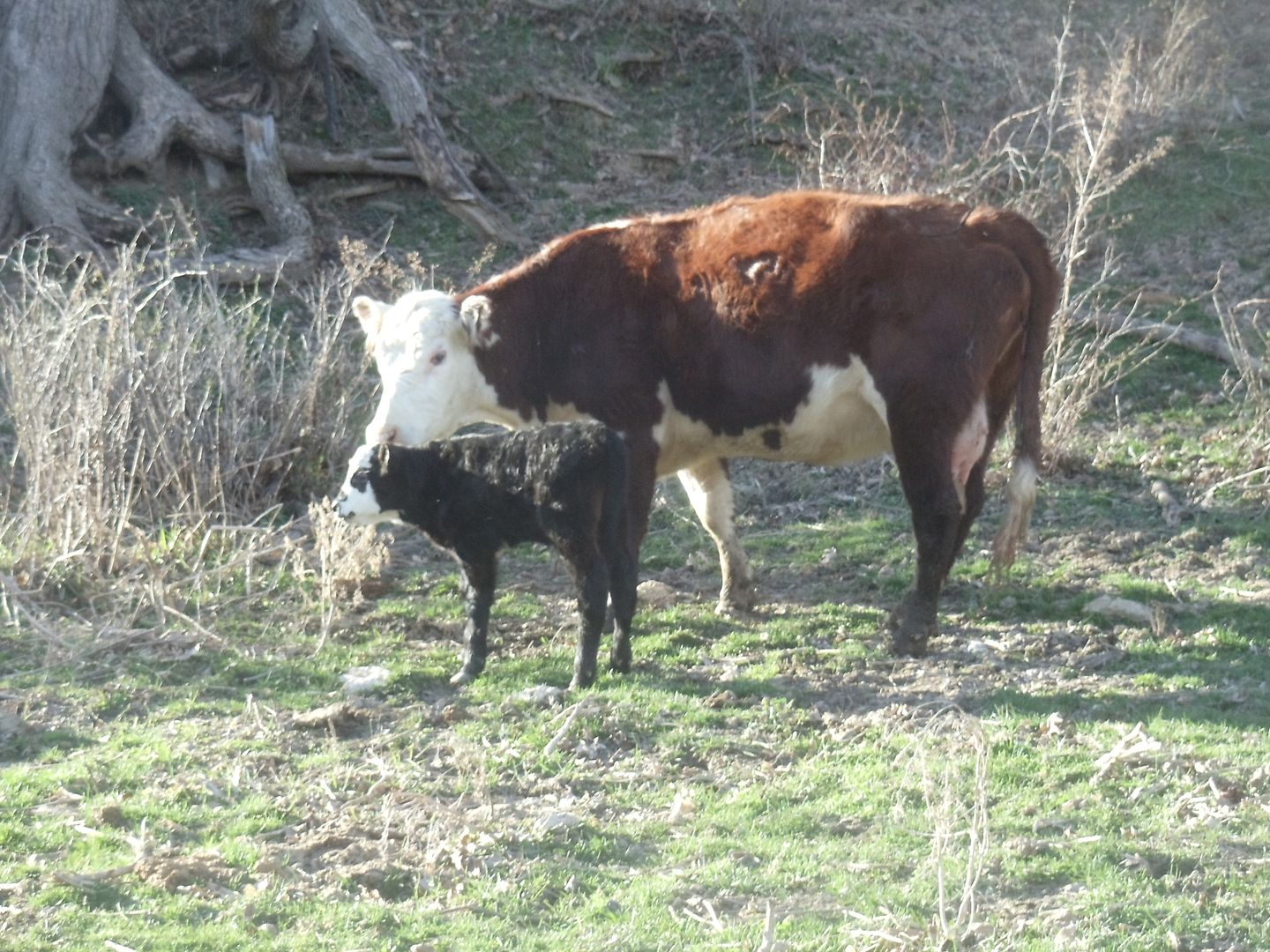 photo cows calves 001.jpg