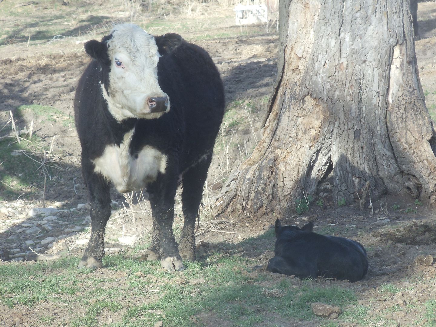  photo cows calves 008.jpg