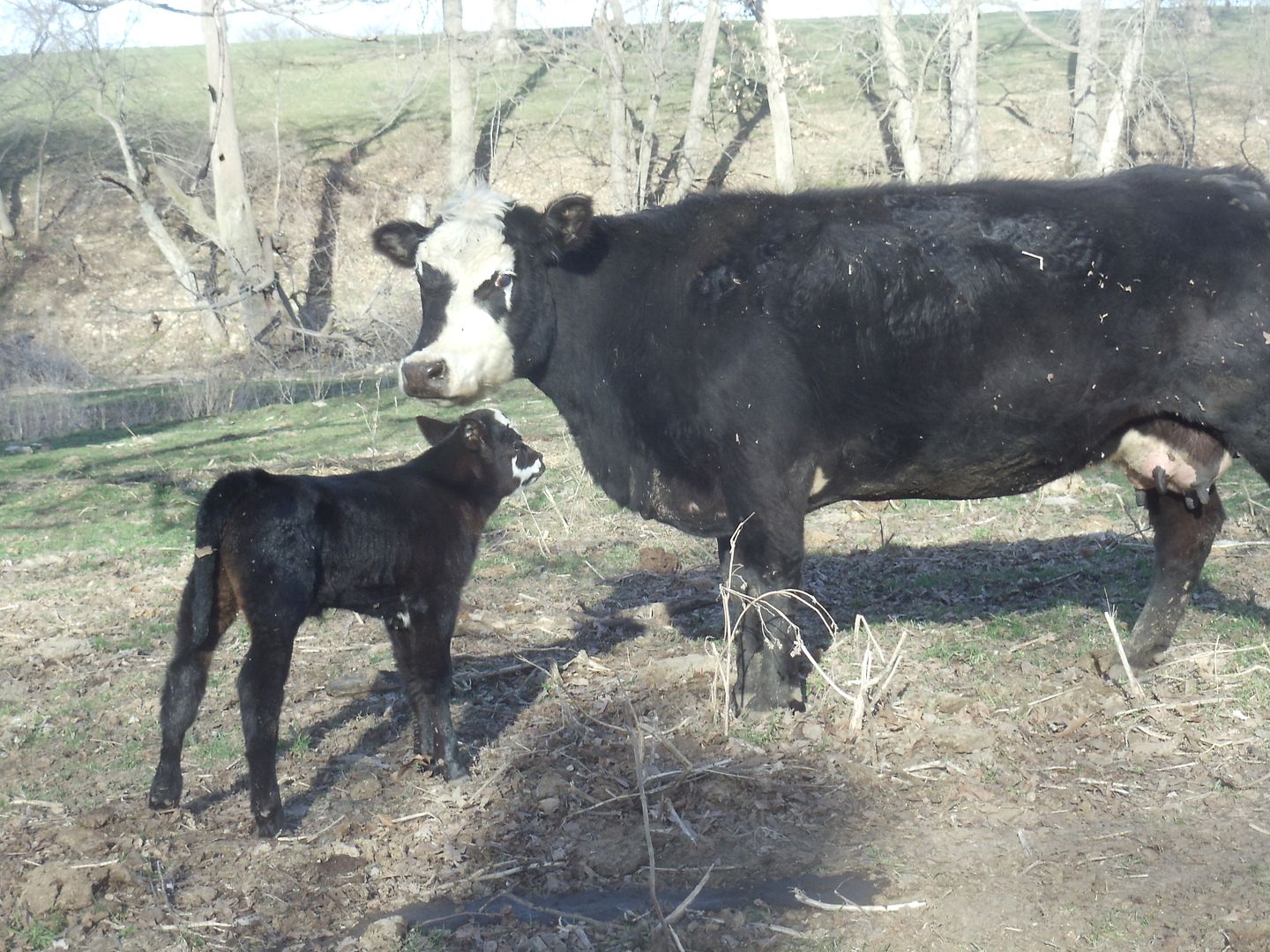  photo cows calves 017.jpg