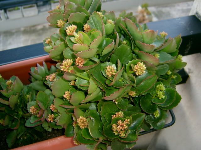 Kalanchoe221207.jpg